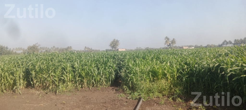 Agricultural Land with Standing Maize Crop