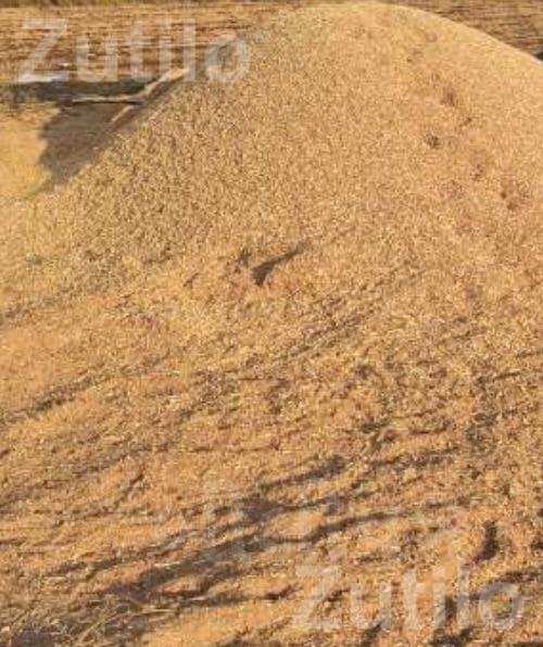 10 Vigha Agricultural Land in Kagaddi - Land & Plots - Bagasara - Image 4