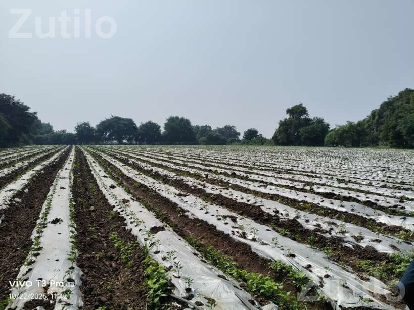 5.5 Vigha Agricultural Land for Sale - Land & Plots - Bagasara - Image 4