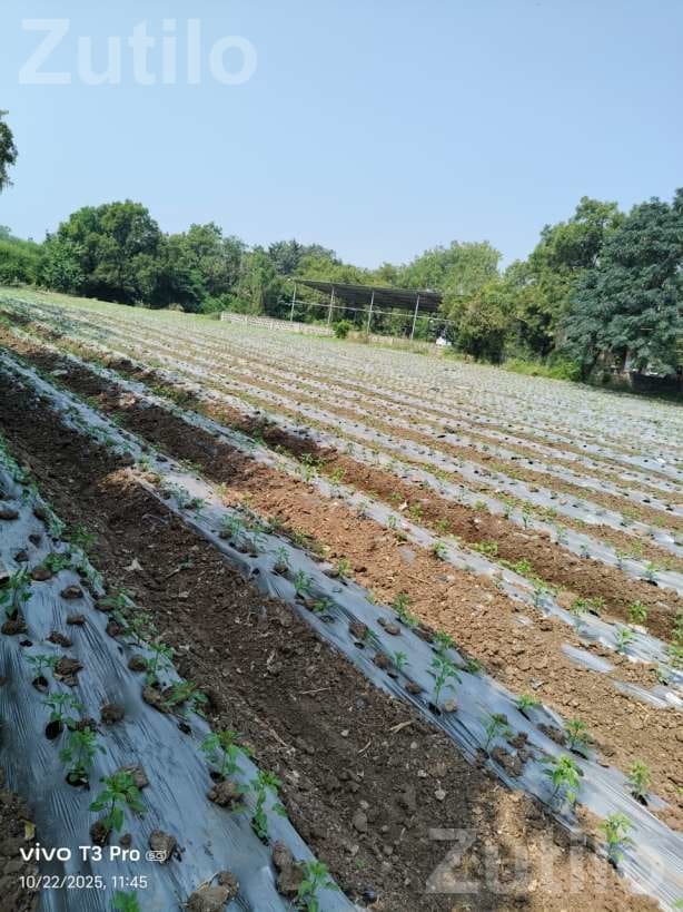 5.5 Vigha Agricultural Land for Sale
