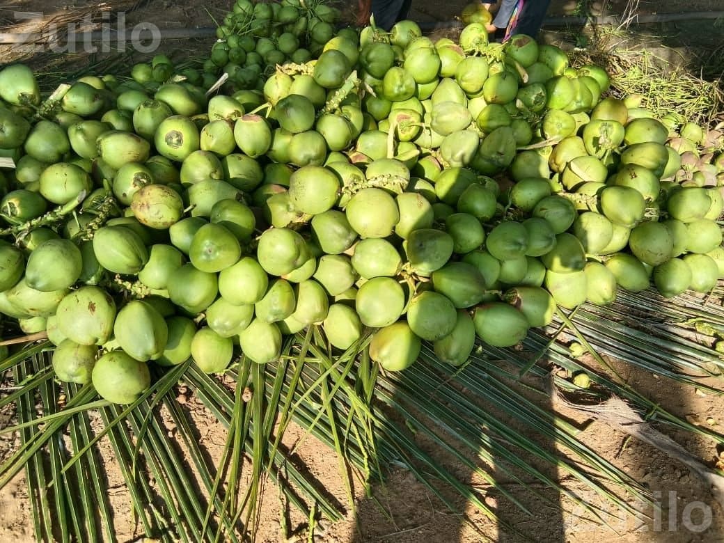 kheti kam mate lebour - Labour / Helper - Ahmedabad City - Image 5
