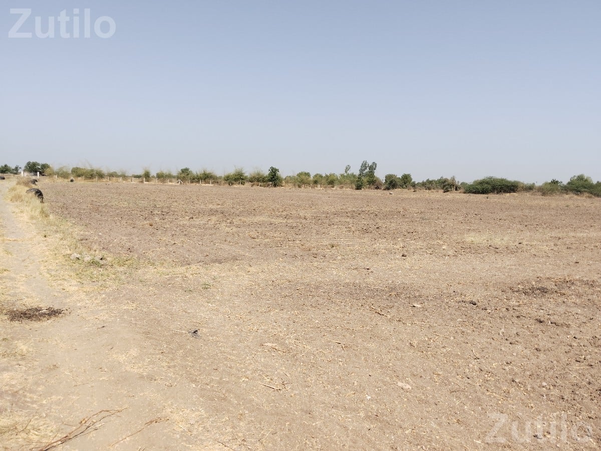 12 Vidha Agricultural Land with Drip Irrigation - Land & Plots - Vallabhipur - Image 2