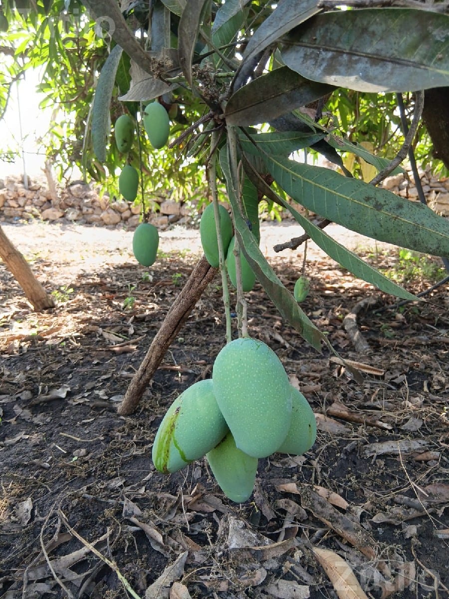 Mango Orchard Lease with 210 Trees - જમીન અને પ્લોટ - ઢોકડવા - Image 2