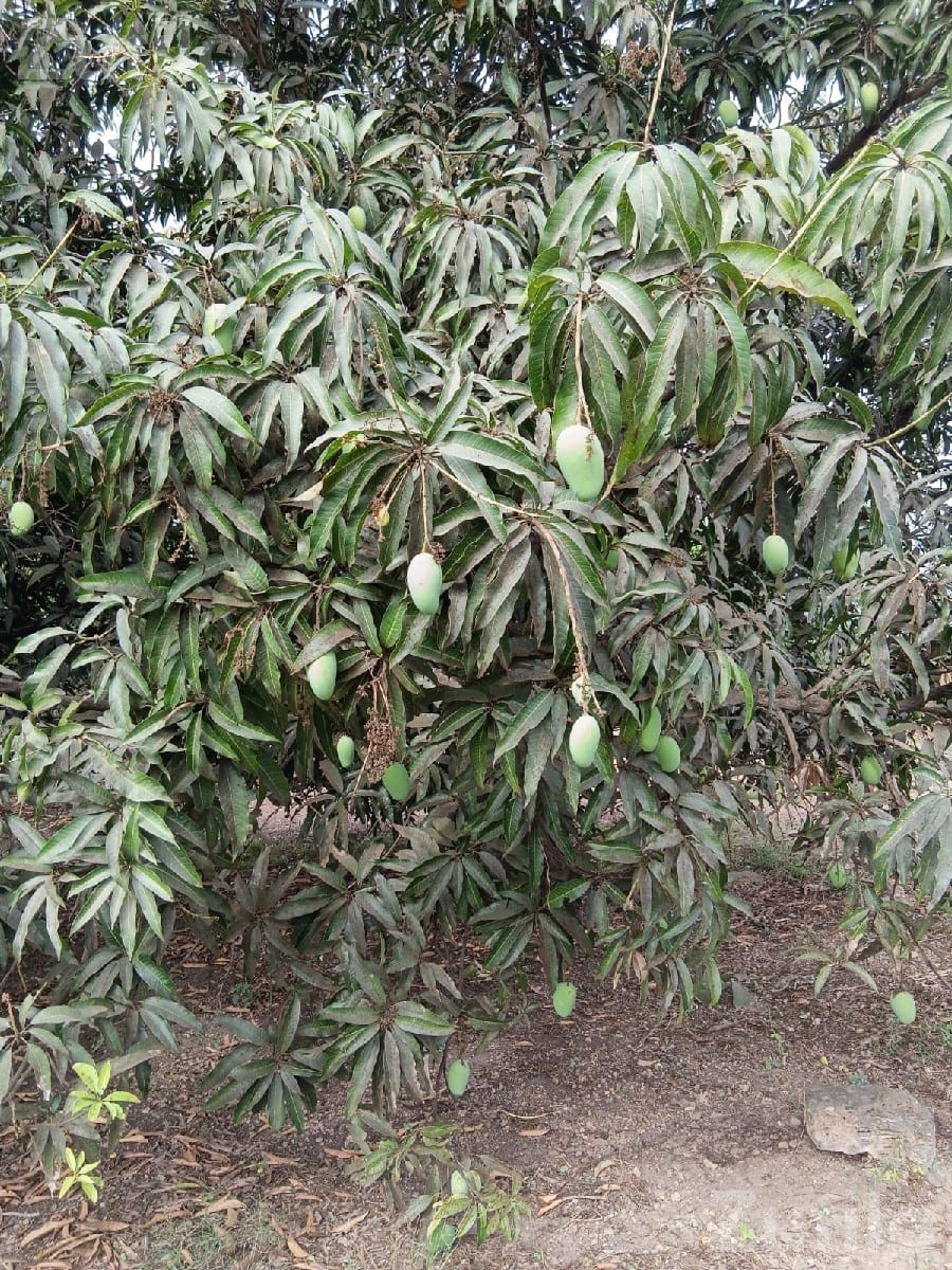 Mango Orchard Lease with 210 Trees