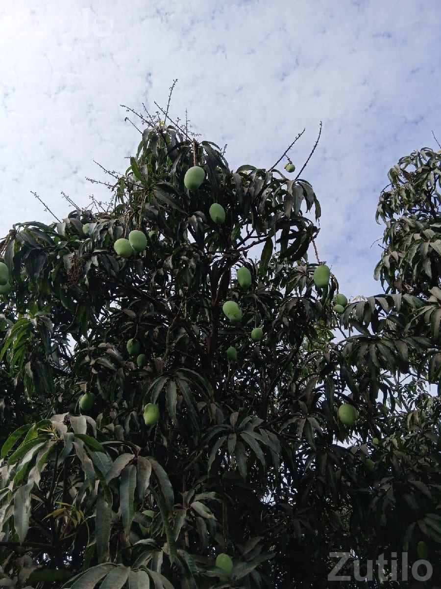 Mango Orchard Lease with 210 Trees - જમીન અને પ્લોટ - ઢોકડવા - Image 3