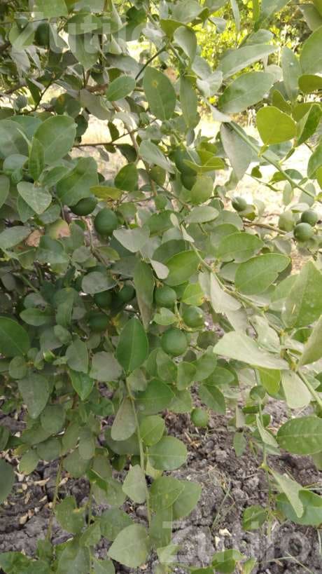 30 Vigha Lemon Orchard Land for Sale