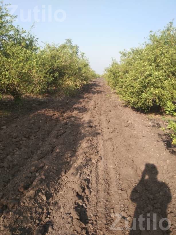 30 Vigha Lemon Orchard Land for Sale - Land & Plots - Ahmedabad City - Image 4