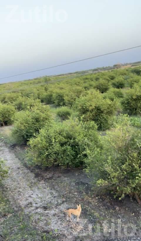 30 Vigha Lemon Orchard Land for Sale - Land & Plots - Ahmedabad City - Image 2