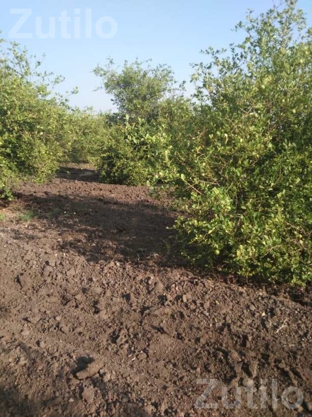 30 Vigha Lemon Orchard Land for Sale - Land & Plots - Ahmedabad City - Image 3