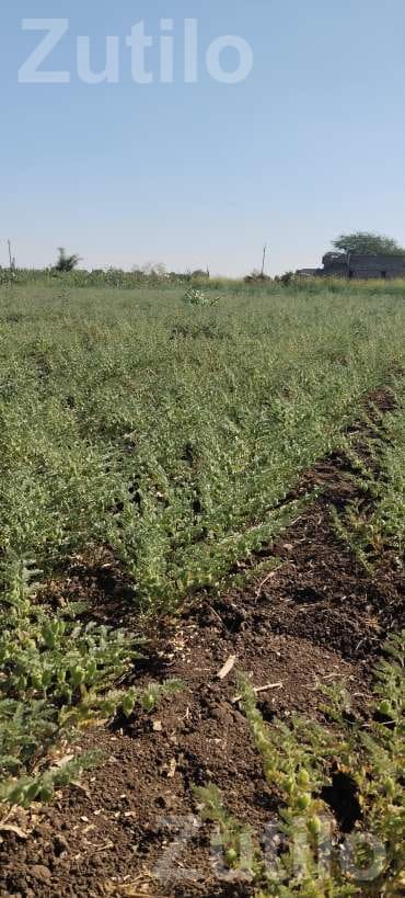 Agricultural Land with Green Gram Crop - Land & Plots - Muli - Image 2