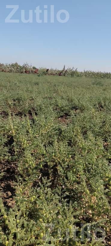 Agricultural Land with Green Gram Crop - Land & Plots - Muli - Image 3