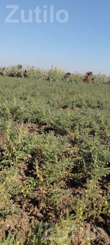 Agricultural Land with Green Gram Crop - Land & Plots - Muli - Image 4