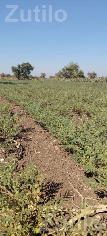 Agricultural Land with Green Gram Crop - Land & Plots - Muli - Image 5