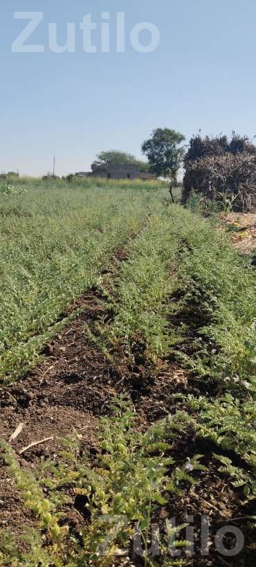 Agricultural Land with Green Gram Crop
