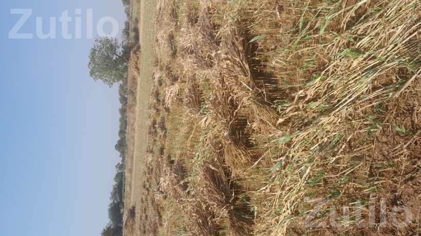 Agricultural Land Plot for Sale - Land & Plots - Porbandar City - Image 2