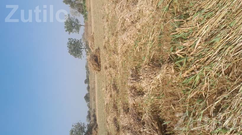 Agricultural Land Plot for Sale - Land & Plots - Porbandar City - Image 3