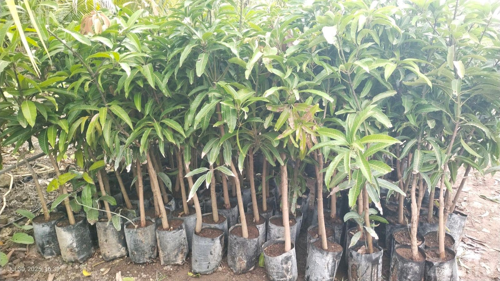 અમૃત બાગ નર્સરી