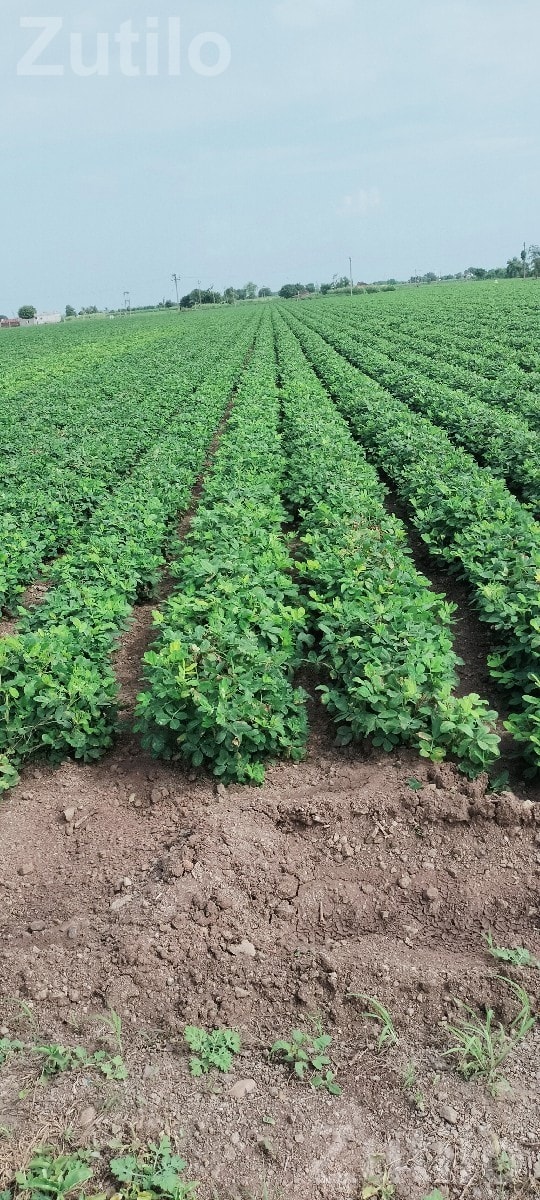 Agricultural Land Plot No. 66 for Sale