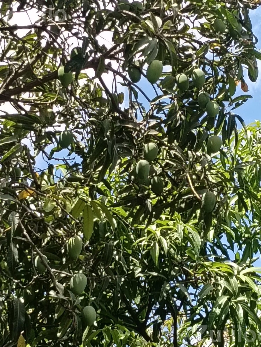 Mango Orchard Contract with 50 Trees