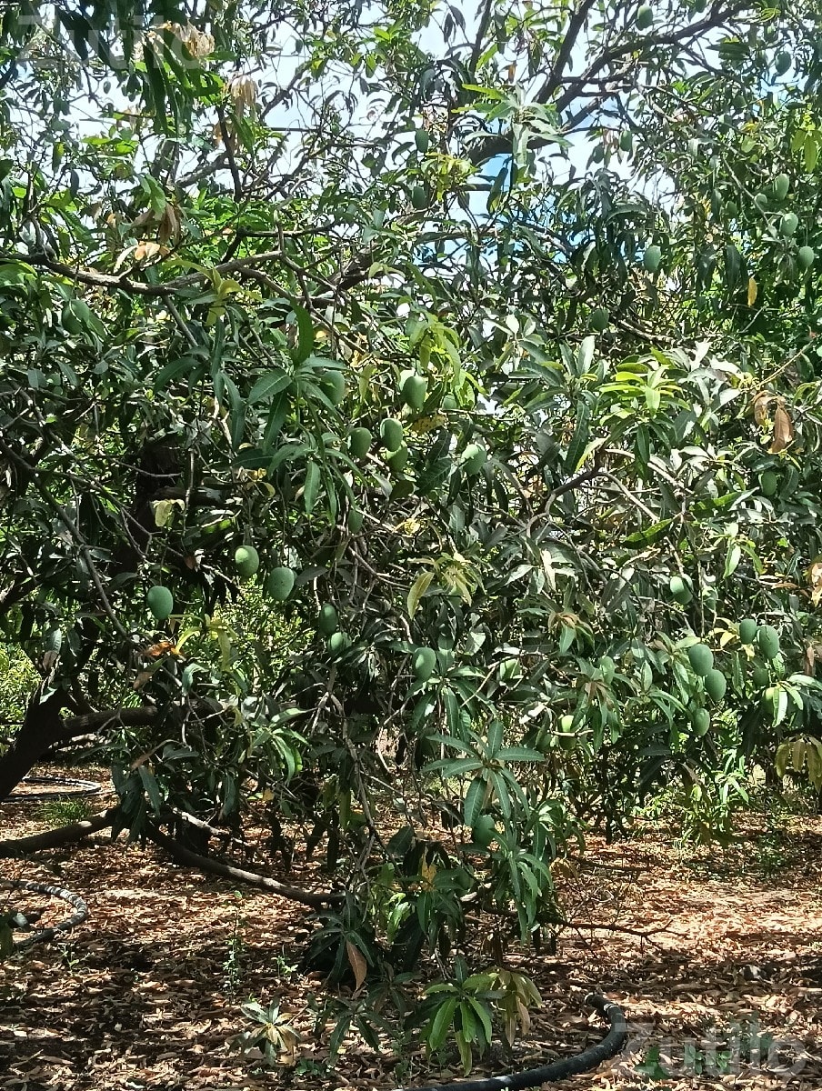 Mango Orchard Contract with 50 Trees - જમીન અને પ્લોટ - જુનાગઢ - Image 2