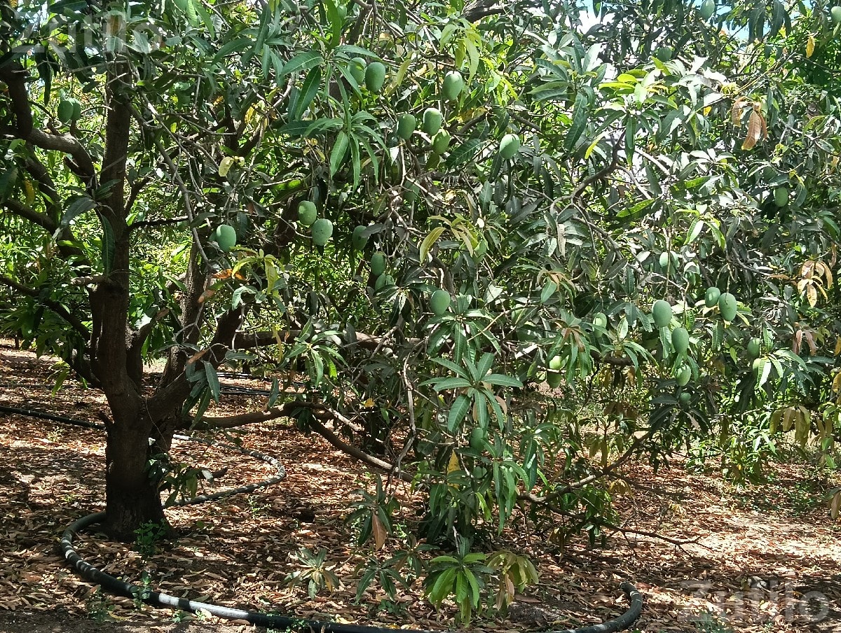 Mango Orchard Contract with 50 Trees - જમીન અને પ્લોટ - જુનાગઢ - Image 3
