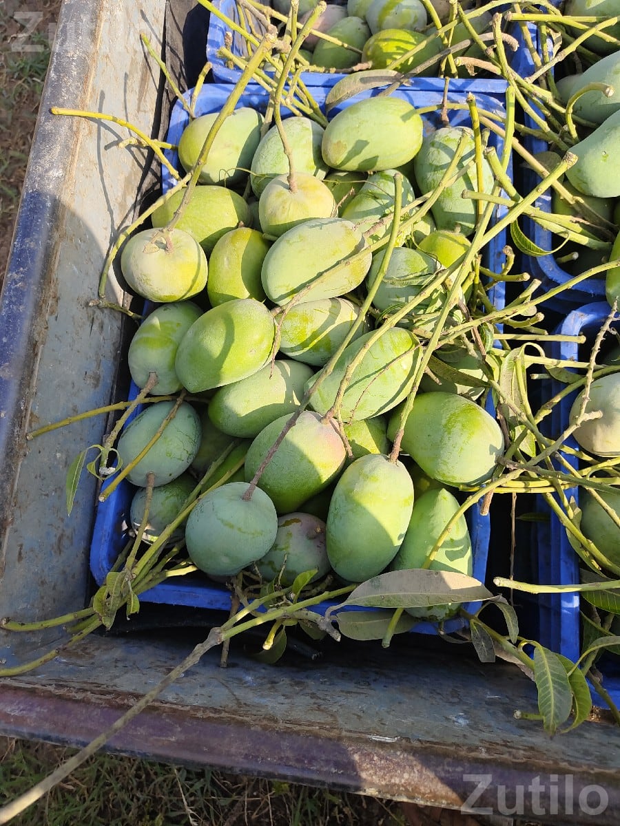 Kesar Mango Orchard Lease with 150 Trees