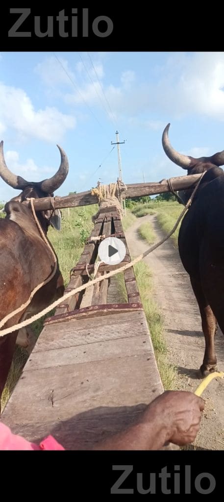 Agricultural Land for Sale in Jam Khambhalia - જમીન અને પ્લોટ - રાણપુર - Image 2