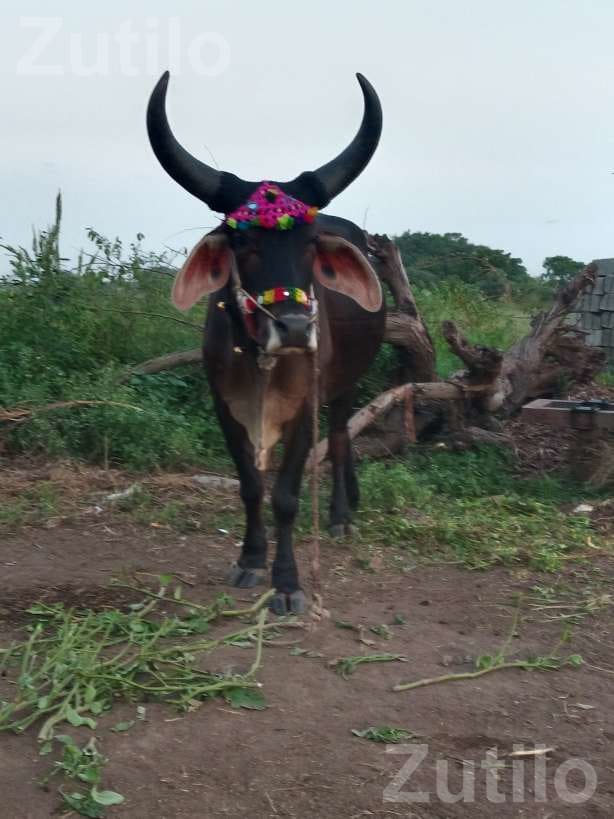 Agricultural Land for Sale in Jam Khambhalia - જમીન અને પ્લોટ - રાણપુર - Image 4