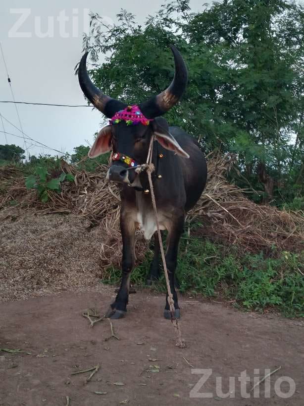 Agricultural Land for Sale in Jam Khambhalia - જમીન અને પ્લોટ - રાણપુર - Image 5