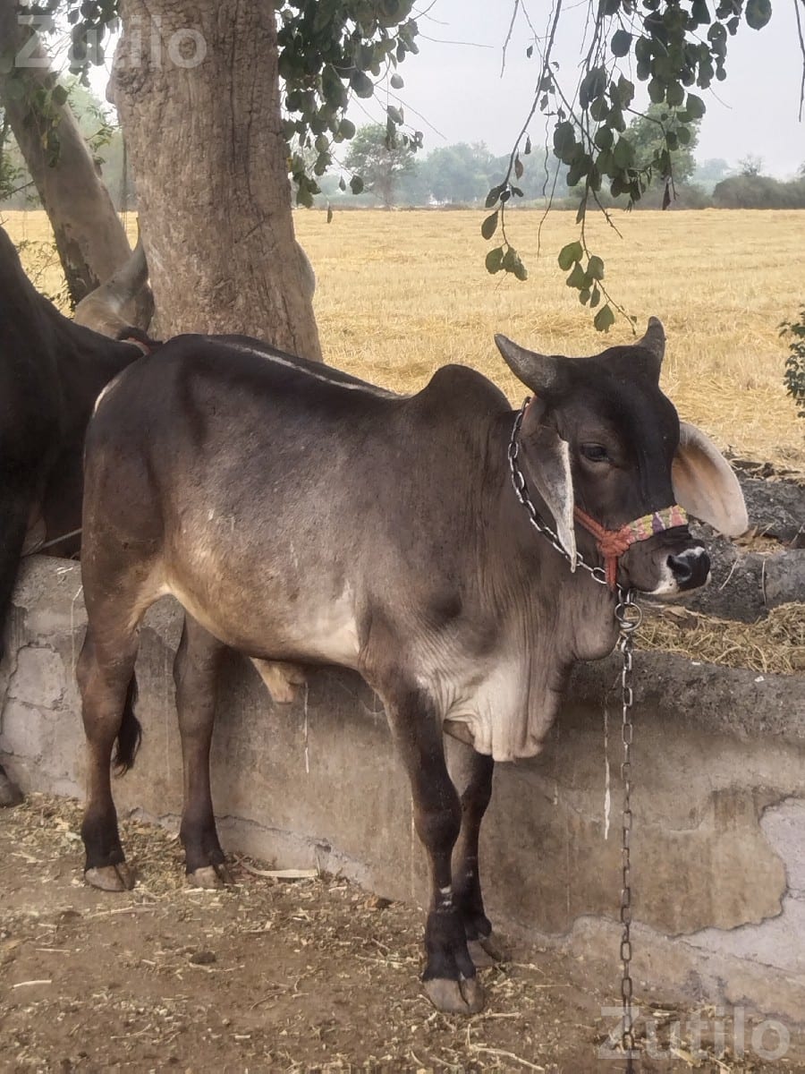 બળદ વેચવાનો છે
