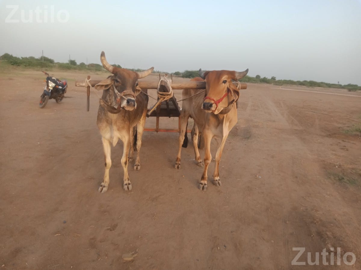 ગદલા વેચવાના છે