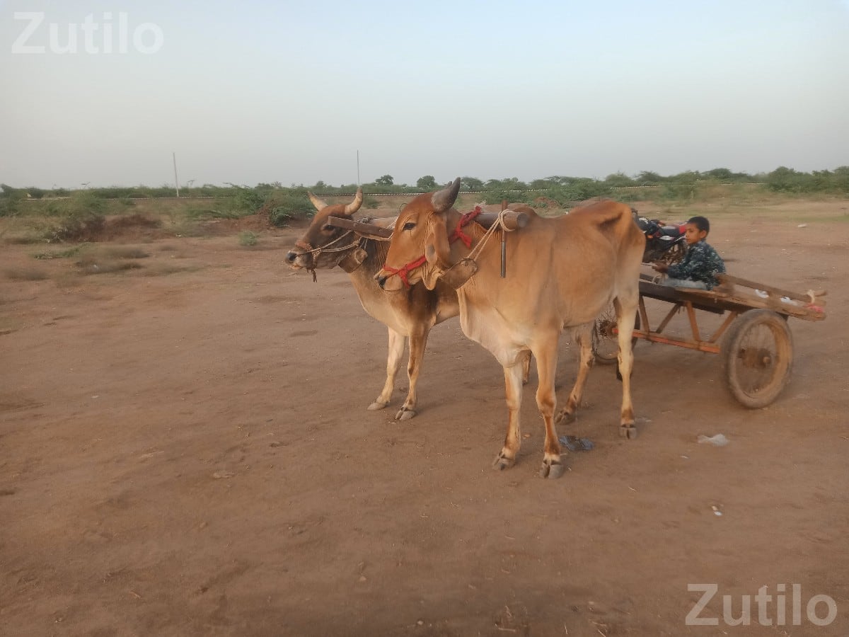 ગદલા વેચવાના છે - ઘર વેચાણ માટે - સલાયા - Image 2
