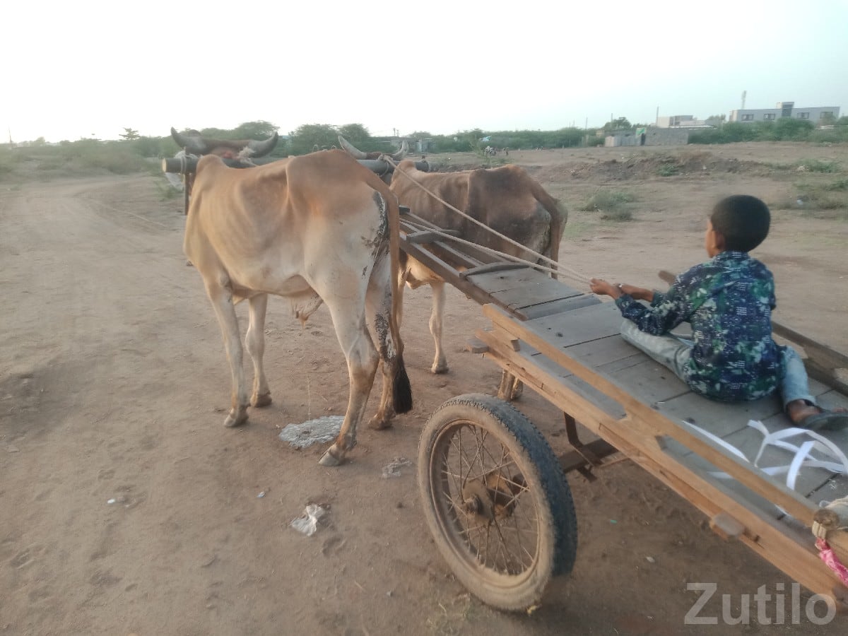 ગદલા વેચવાના છે - ઘર વેચાણ માટે - સલાયા - Image 3