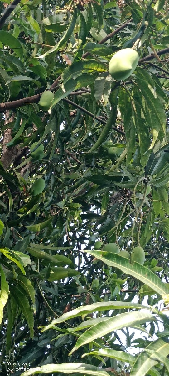 Kesar Mango Orchard Lease with 150 Trees