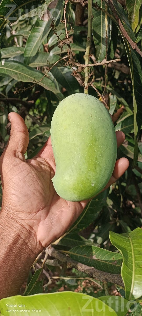 Kesar Mango Orchard Lease with 150 Trees - જમીન અને પ્લોટ - ધારી - Image 2