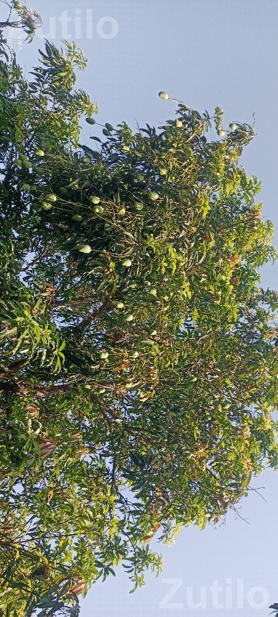 Kesar Mango Orchard Lease with 150 Trees - જમીન અને પ્લોટ - ધારી - Image 3