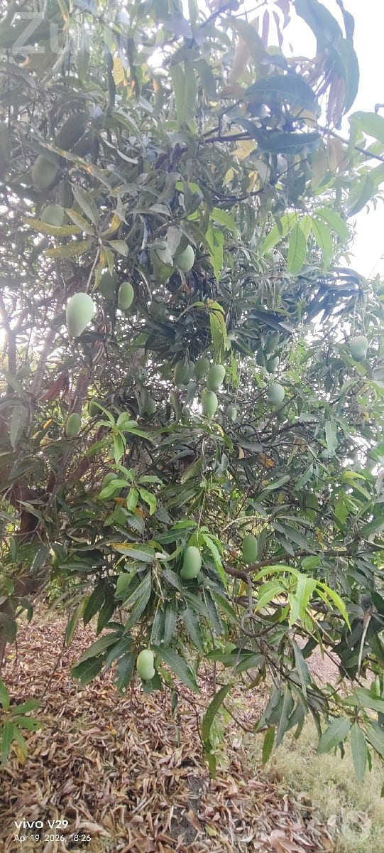 Kesar Mango Orchard Lease with 150 Trees