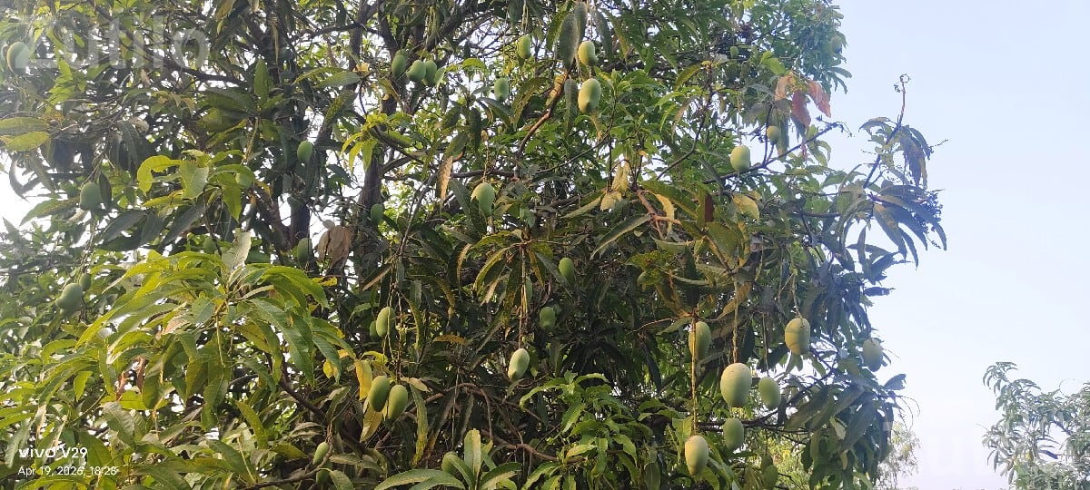 Kesar Mango Orchard Lease with 150 Trees - જમીન અને પ્લોટ - ધારી - Image 2