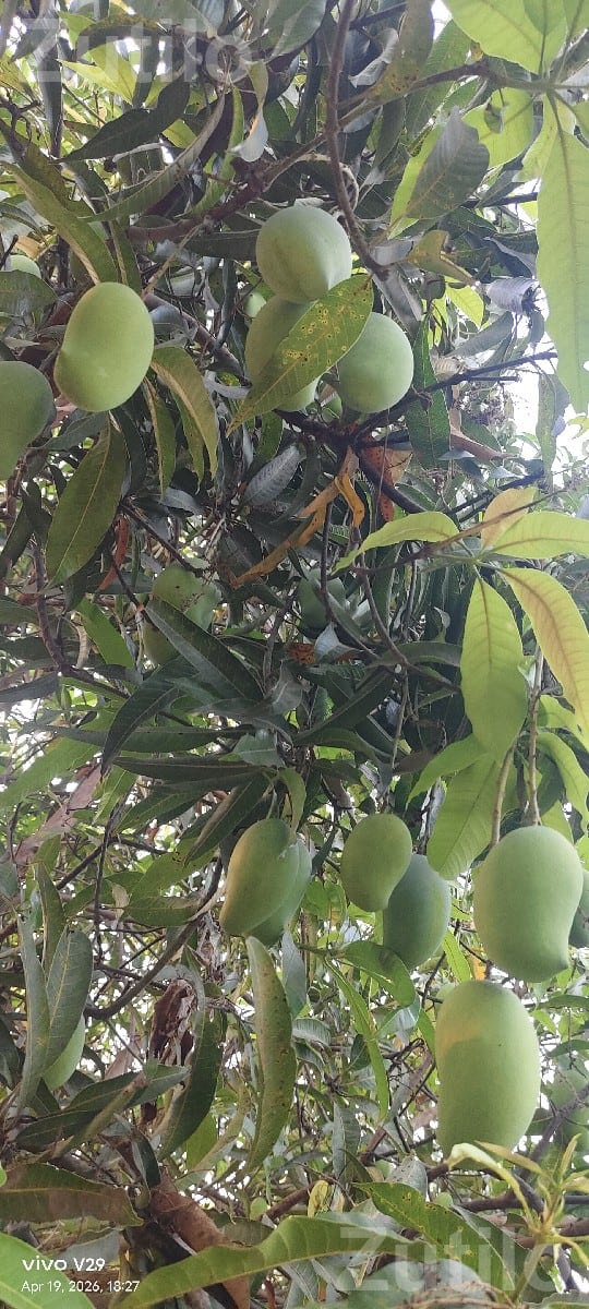 Kesar Mango Orchard Lease with 150 Trees - જમીન અને પ્લોટ - ધારી - Image 3