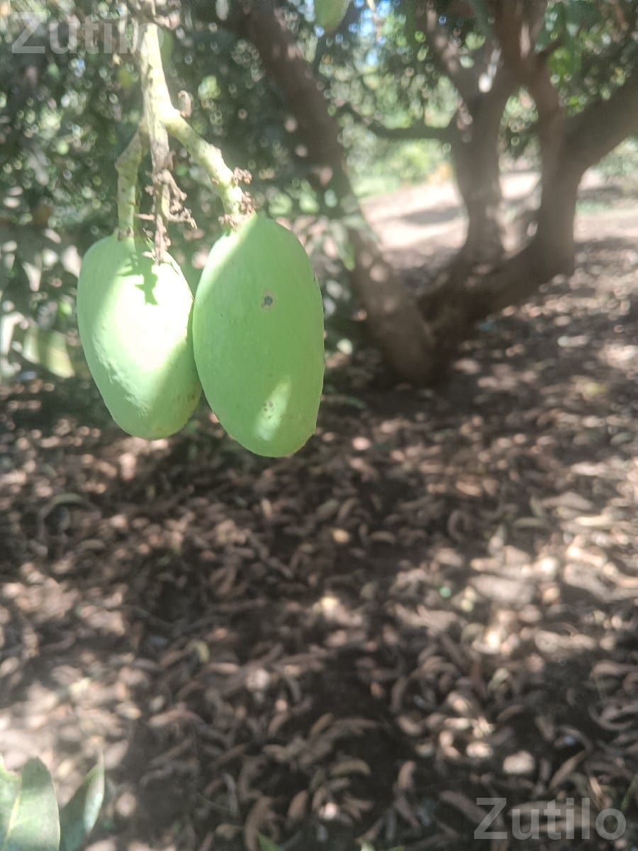 Mango Orchard Land with 145 Trees - જમીન અને પ્લોટ - તલાલા - Image 2