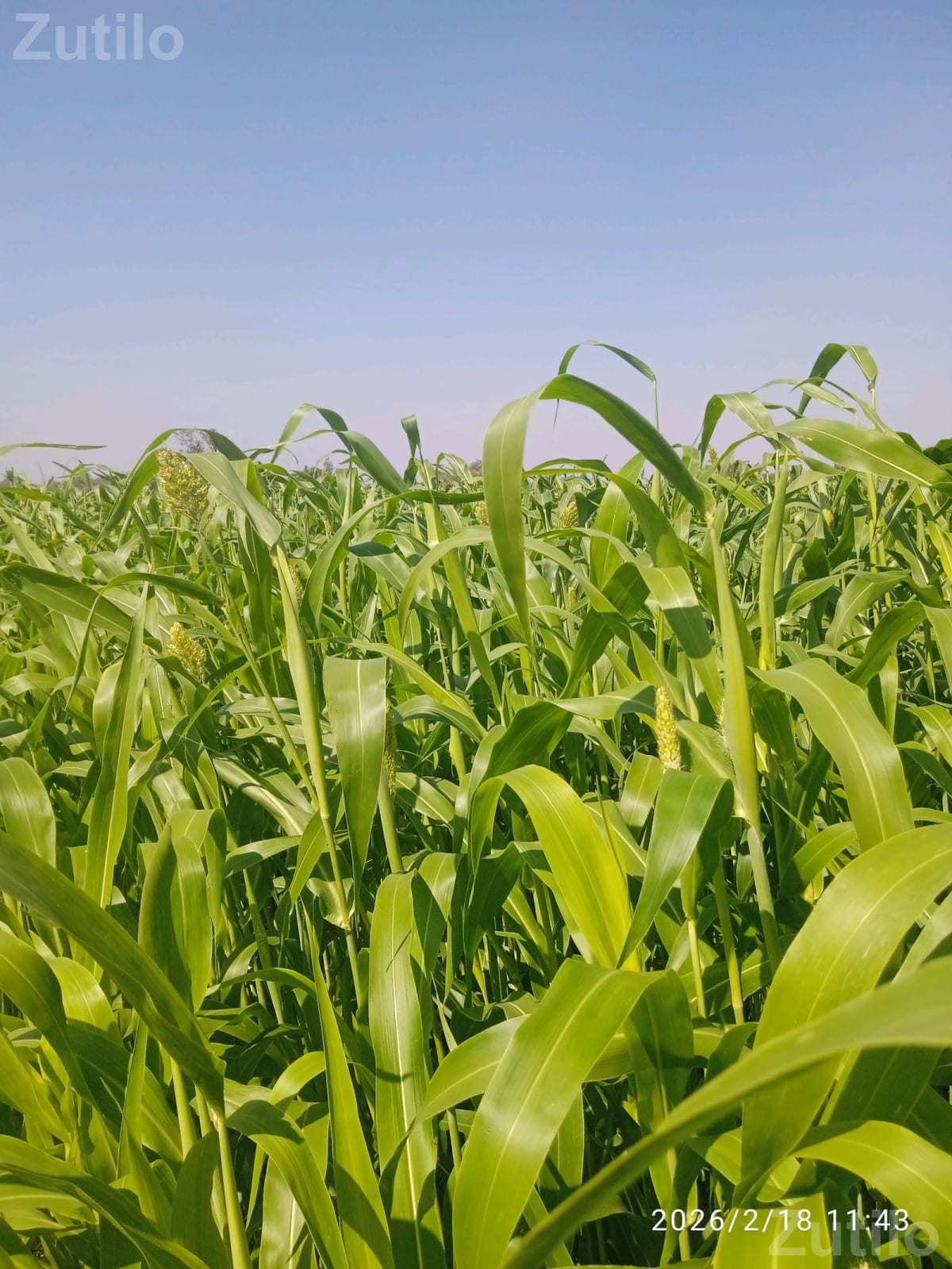 રાજકોટ જિલામા - Land & Plots - Jamkandorna - Image 3