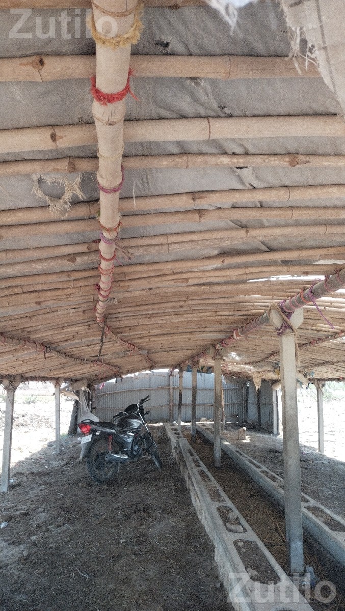 Cattle Shed Structure for Sale