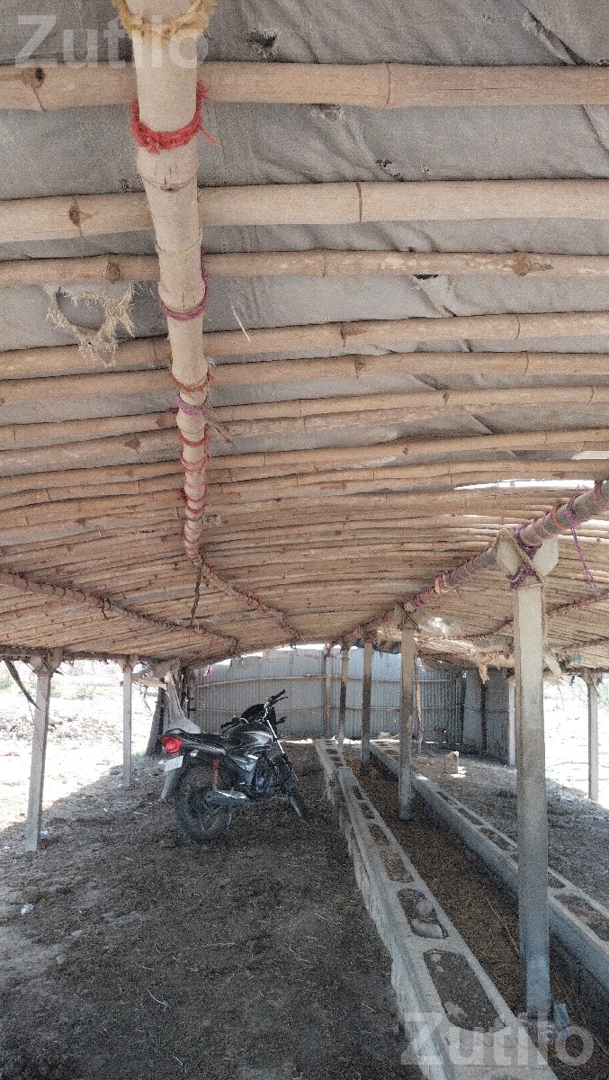 Cattle Shed Structure for Sale - જમીન અને પ્લોટ - ખંભાળિયા - Image 2