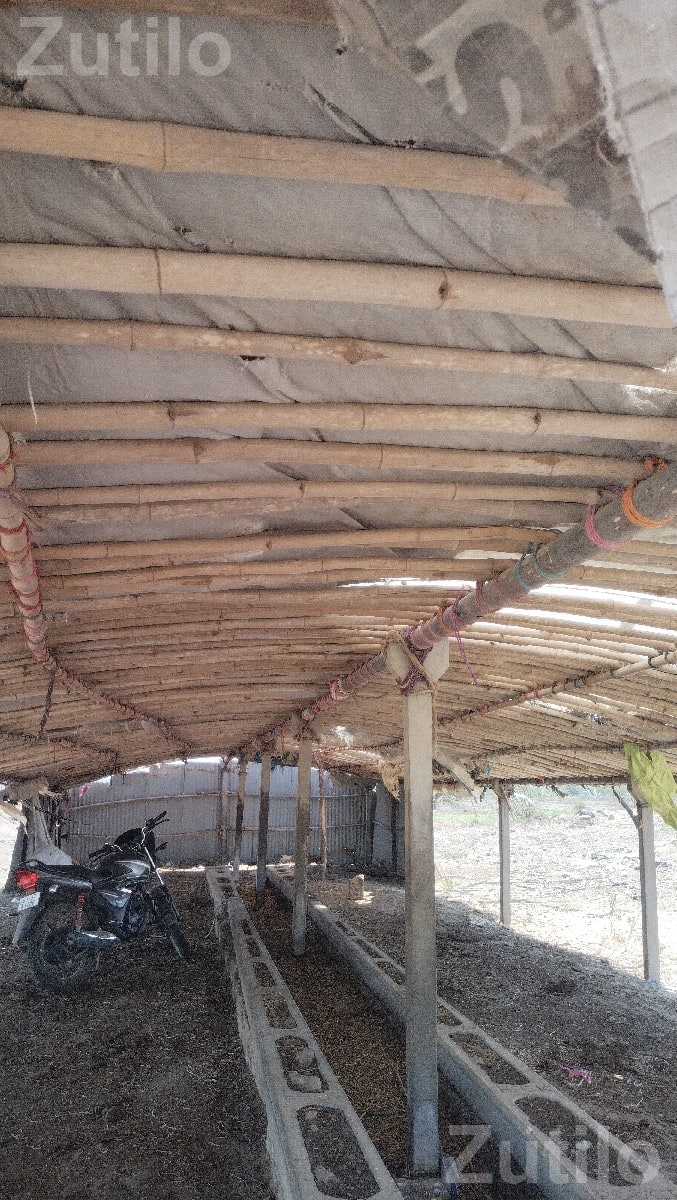 Cattle Shed Structure for Sale - જમીન અને પ્લોટ - ખંભાળિયા - Image 3