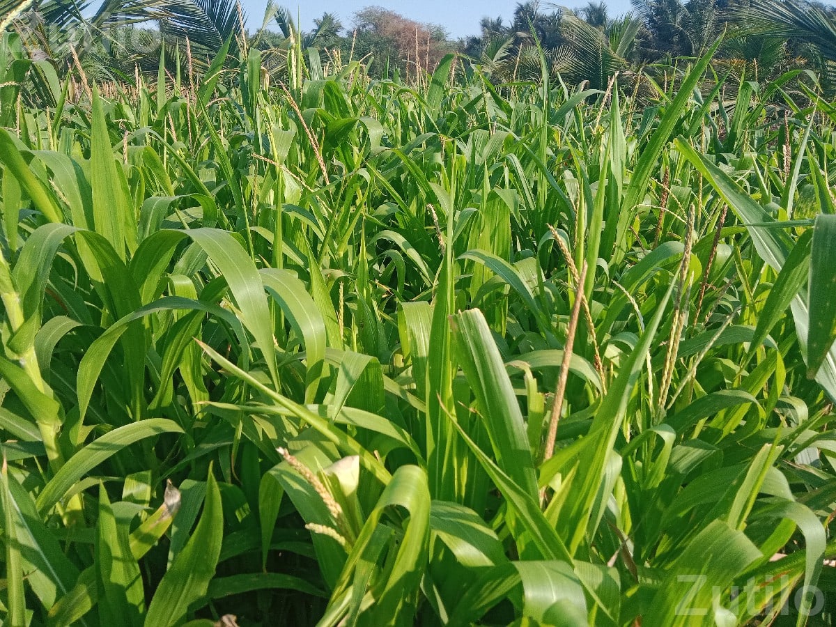 Maize Crop on 1.5 Vigha Agricultural Land