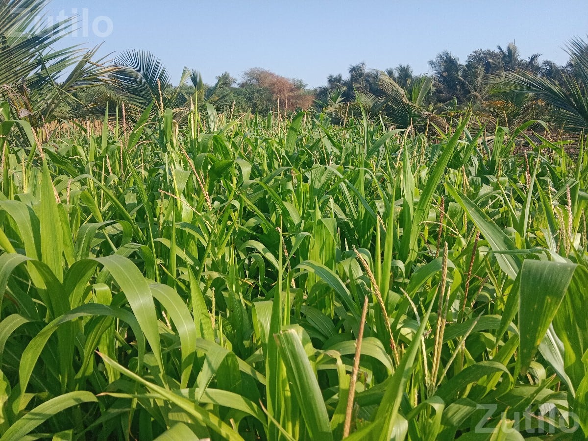 Maize Crop on 1.5 Vigha Agricultural Land - જમીન અને પ્લોટ - મીઠાપુર - Image 2