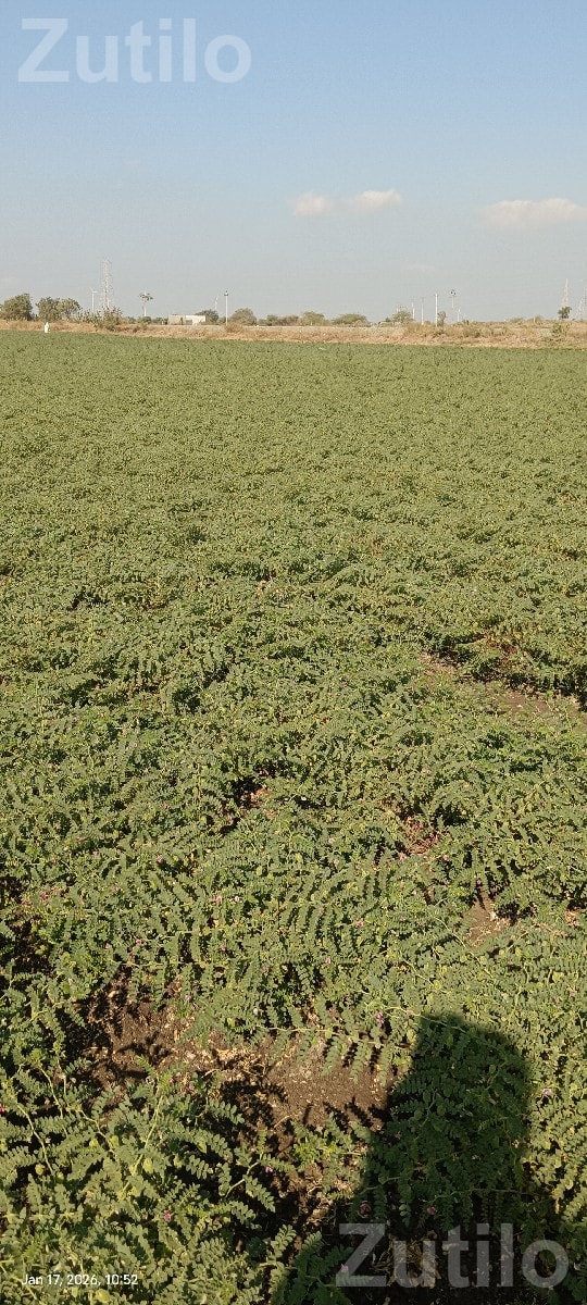 20 Vigha Agricultural Land on Share Basis