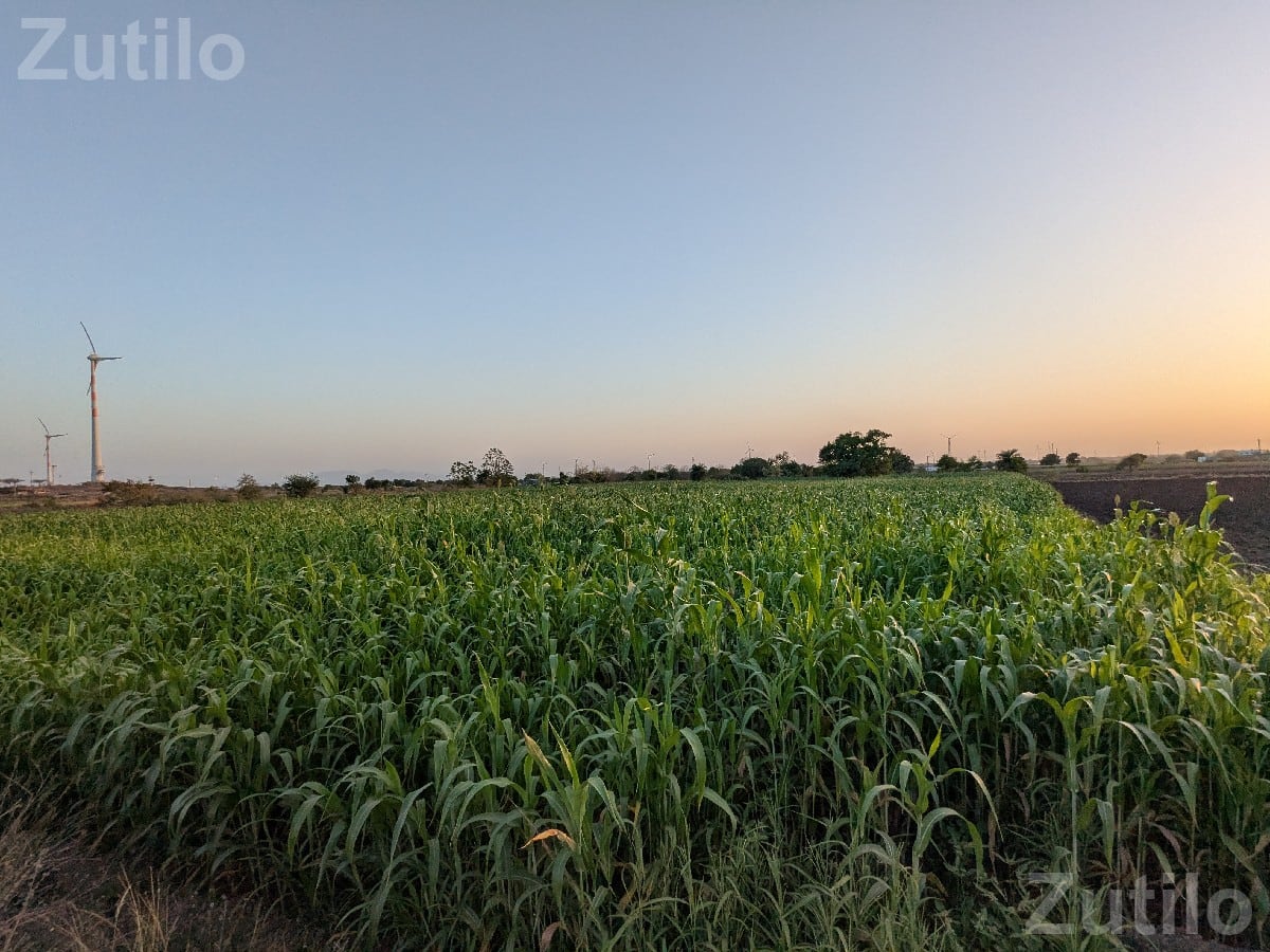 8 Vigha Agricultural Land for Sale - જમીન અને પ્લોટ - ભાણવડ - Image 2