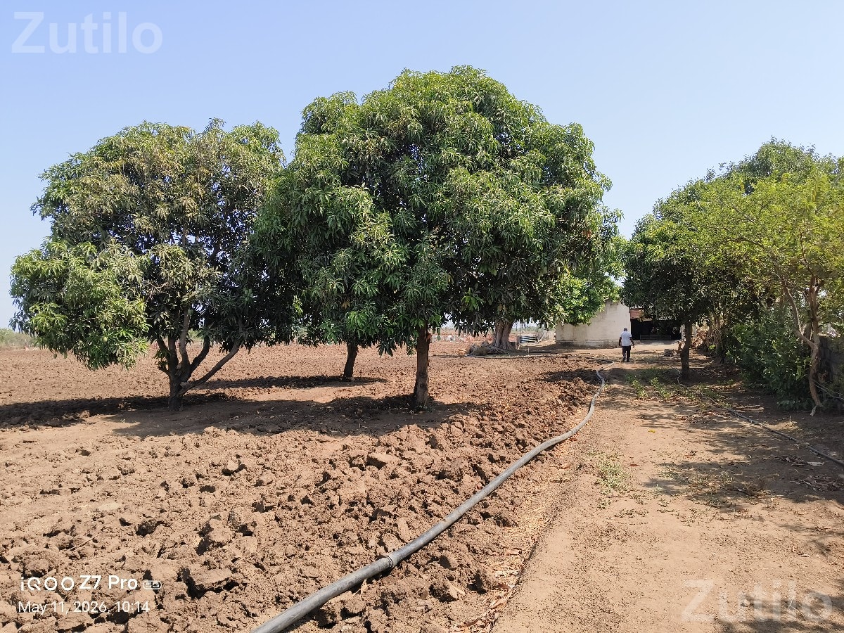 Agricultural Land for Sale with Well and Bore - જમીન અને પ્લોટ - જુનાગઢ - Image 2