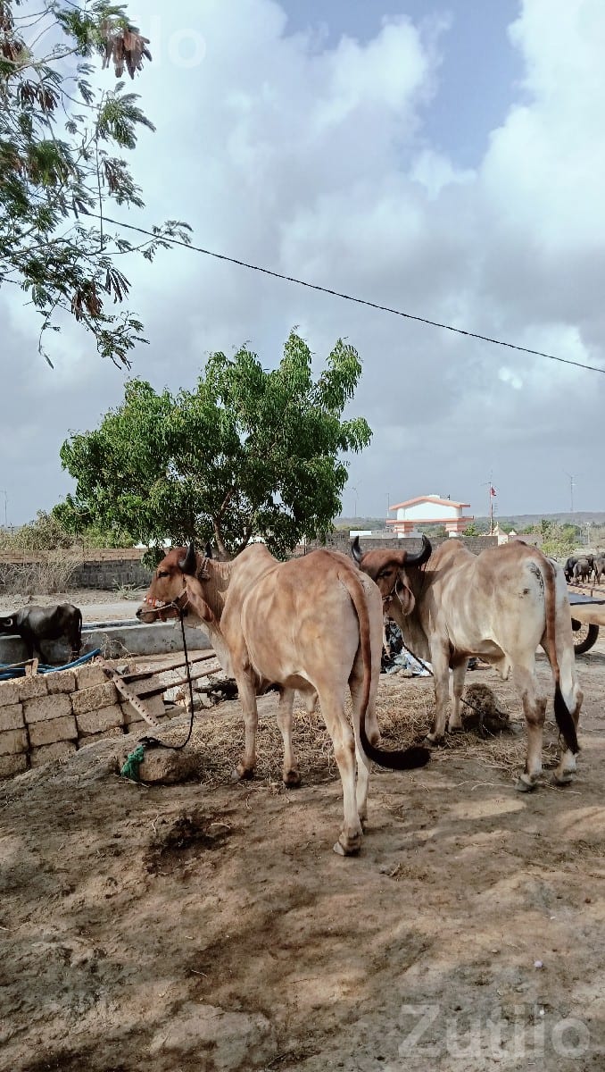 ગોધલા વેચવા ના છે.... - Land & Plots - Kalyanpur - Image 2